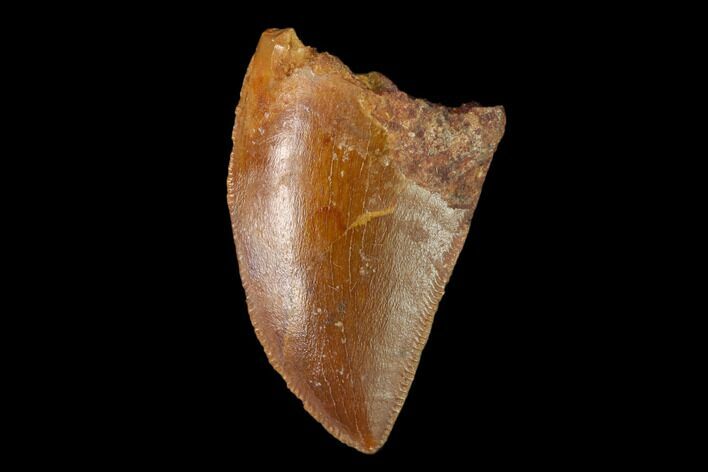 Serrated, Baby Carcharodontosaurus Tooth - Morocco #134982